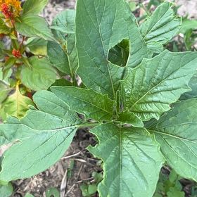 Photo of the plant species Purple Amaranth by @JuicyHoyalisa1 named Scarlett on Greg, the plant care app