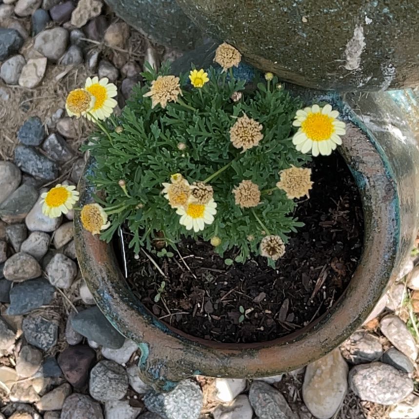 Photo of the plant species Marguerite by @JuicyHoyalisa1 named Rihanna on Greg, the plant care app