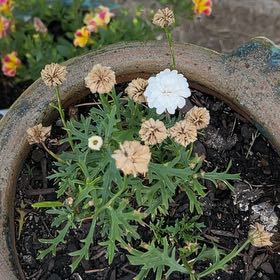 Photo of the plant species Marguerite by @JuicyHoyalisa1 named Tupot amaroot on Greg, the plant care app