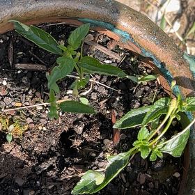 Photo of the plant species Annual Mercury by @JuicyHoyalisa1 named Darwin on Greg, the plant care app