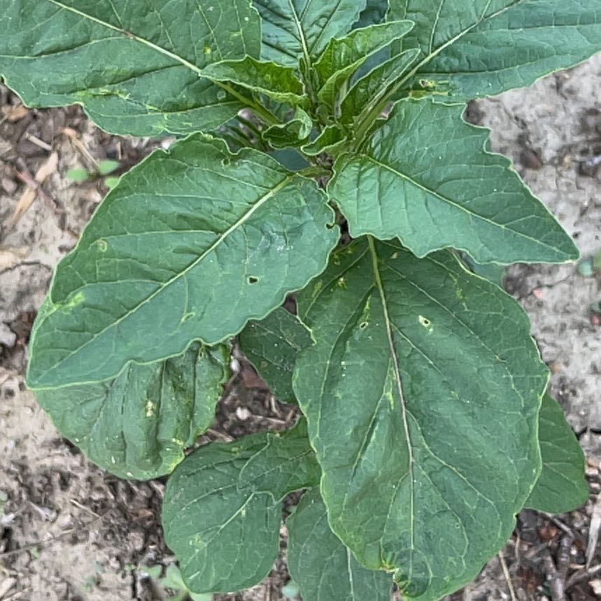 Photo of the plant species Cutleaf Groundcherry by @JuicyHoyalisa1 named Rainier on Greg, the plant care app