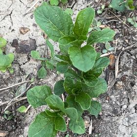 Photo of the plant species Garden Yellow Rocket by @JuicyHoyalisa1 named Wall-E on Greg, the plant care app