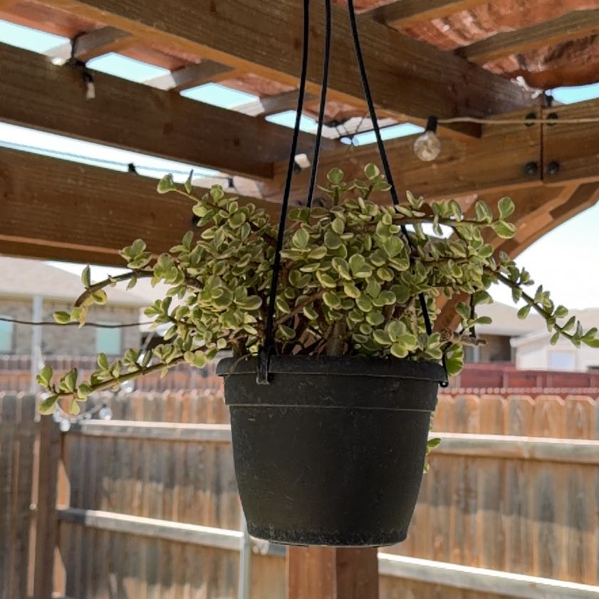 Photo of the plant species Trailing Elephant Bush by @YokeRosilla47 named Clooney on Greg, the plant care app