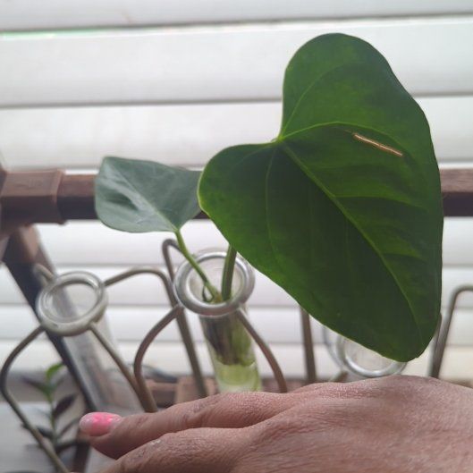 Photo of the plant species Assorted Anthurium by @ImmenseMarimo27 named Queen on Greg, the plant care app
