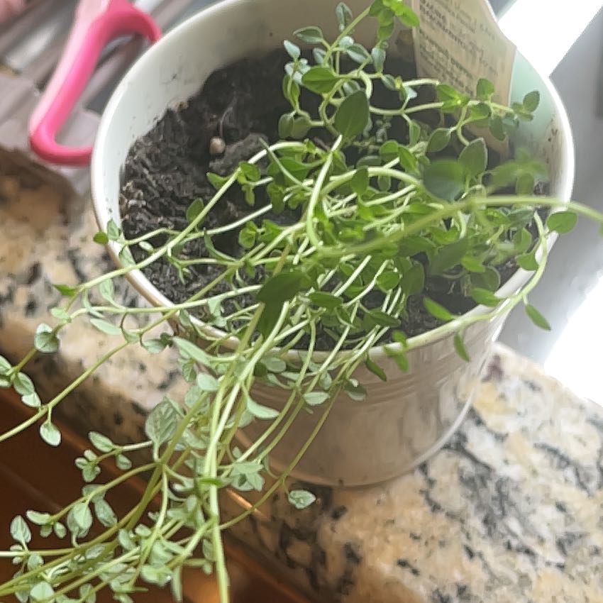 Photo of the plant species Lemon Thyme by @TerrificGray63 named Aria on Greg, the plant care app