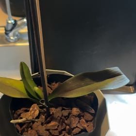 Photo of the plant species phalaenopsis orchid by @AngelGoatweed53 named Sproutacus on Greg, the plant care app