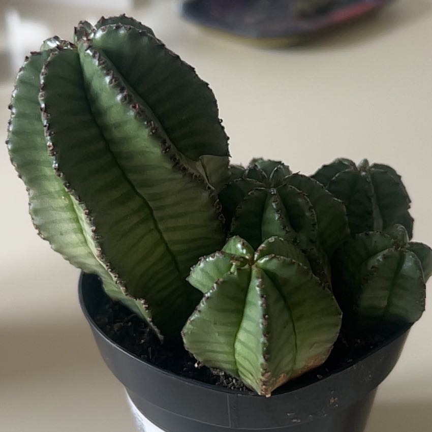 Photo of the plant species Euphorbia anoplia by @DevotedRedhill2 named Emerson on Greg, the plant care app