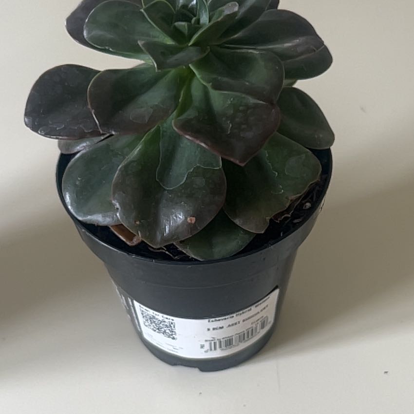 Photo of the plant species Echeveria 'Melaco' by @DevotedRedhill2 named Greeny on Greg, the plant care app