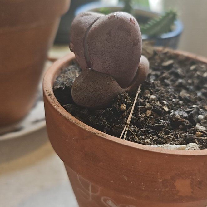Photo of the plant species Split Rock Succulent by @UpbeatJonquil84 named Hippo on Greg, the plant care app