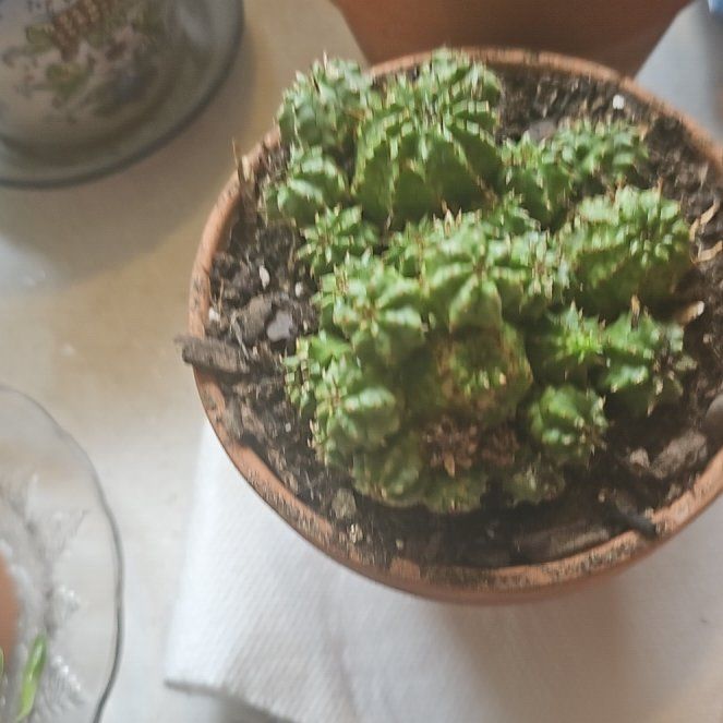Photo of the plant species Euphorbia submammillaris by @UpbeatJonquil84 named Tumorous the Humourous on Greg, the plant care app
