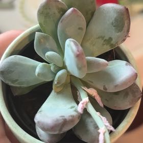 Photo of the plant species Blue Jasper by @PoliteDuwei93 named Plant fr on Greg, the plant care app