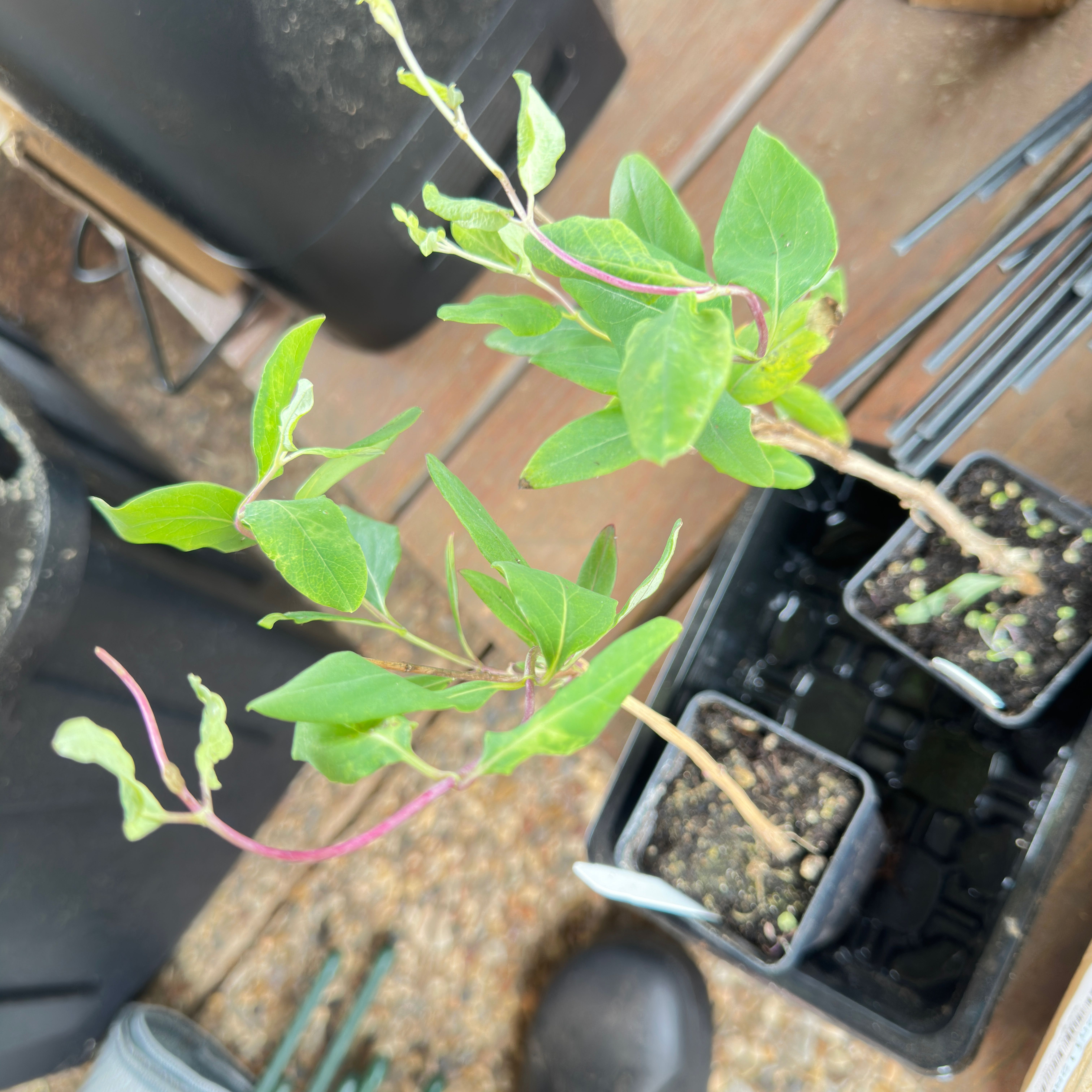 Photo of the plant species Honeysuckle by @LoyallyLippia84 named Mochi on Greg, the plant care app