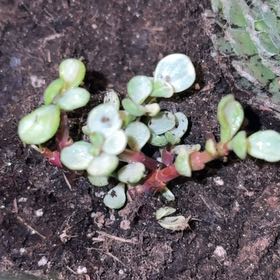 Photo of the plant species Portulacaria afra 'Snowfall' PPAF by @YiftCassava85 named Osmo on Greg, the plant care app