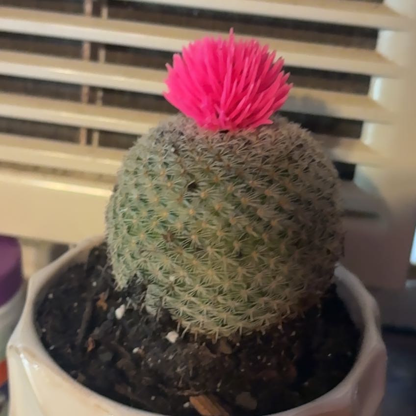 Photo of the plant species Cactus by @YiftCassava85 named ChloroPhil on Greg, the plant care app