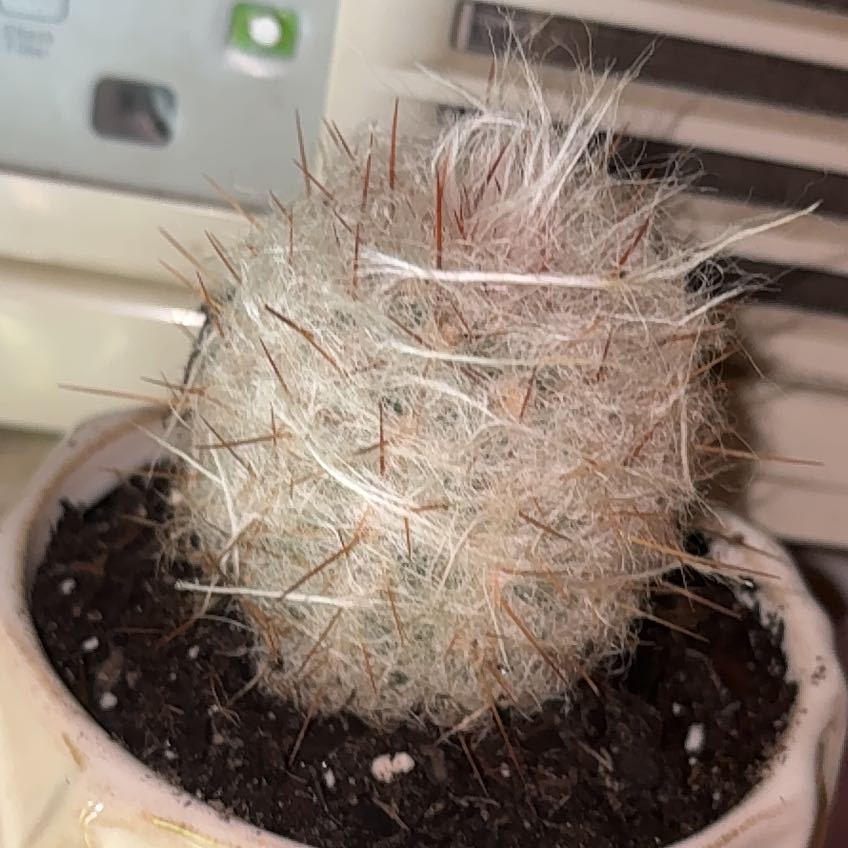 Photo of the plant species Old Man of the Mountains by @YiftCassava85 named Bella on Greg, the plant care app