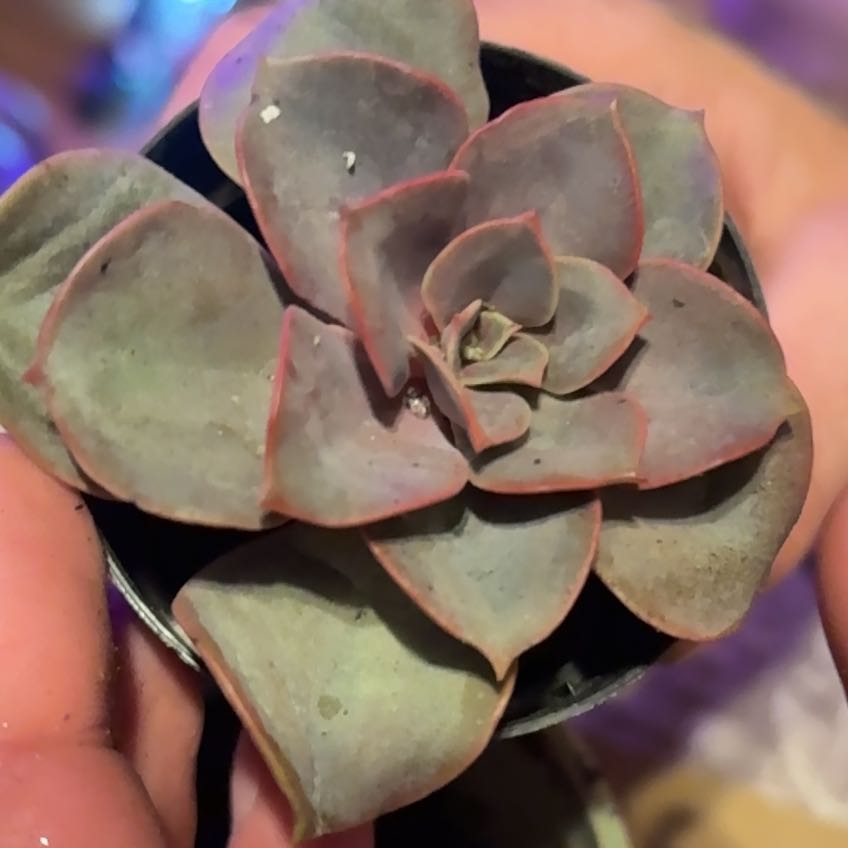 Photo of the plant species Echeveria 'Perle von Nurnberg' x 'Purple Haze' by @YiftCassava85 named Leaf Erickson on Greg, the plant care app