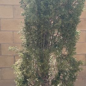 Photo of the plant species Mediterranean Cypress by @DedicatedHoya10 named Bodhi on Greg, the plant care app