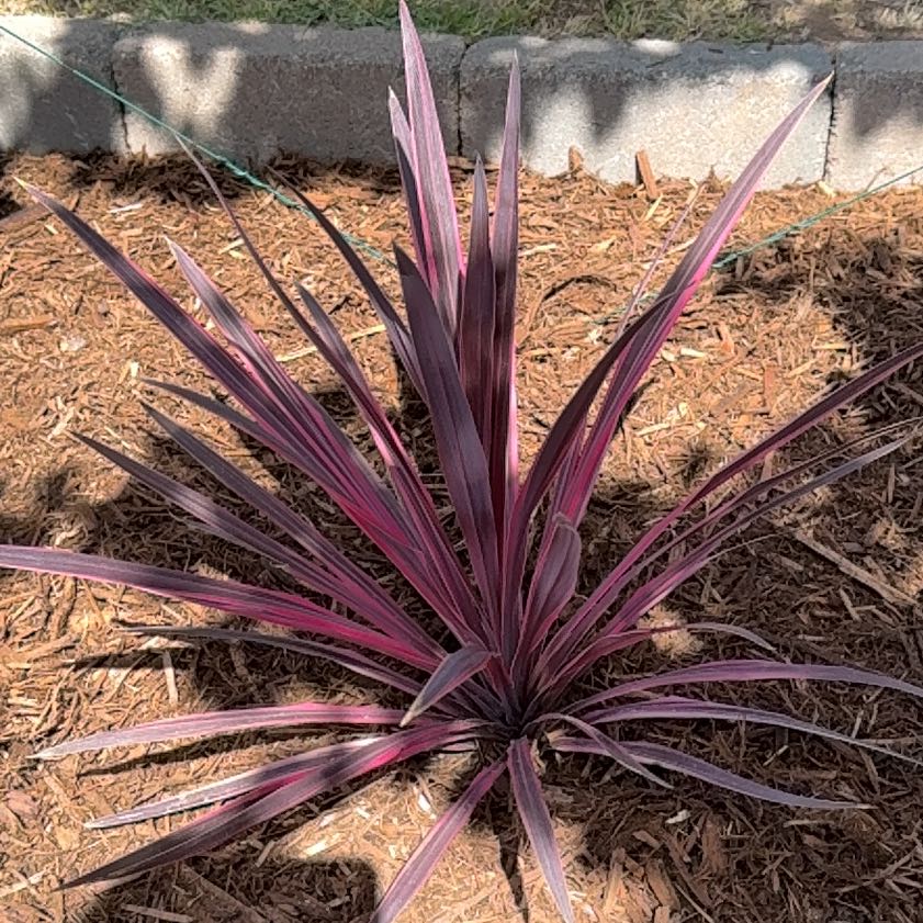 Photo of the plant species Cordyline by @BigTagetes4 named Pink Dreams on Greg, the plant care app