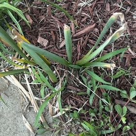 Photo of the plant species Douglas Iris by @YernDaffodil17 named Naomi on Greg, the plant care app