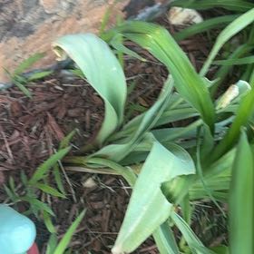 Photo of the plant species Garden Tulip by @YernDaffodil17 named Stella on Greg, the plant care app