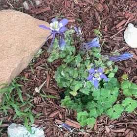 Photo of the plant species Colorado Blue Columbine by @YernDaffodil17 named Kardashian on Greg, the plant care app