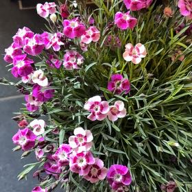 Photo of the plant species Border Carnation by @YernDaffodil17 named Madonna on Greg, the plant care app