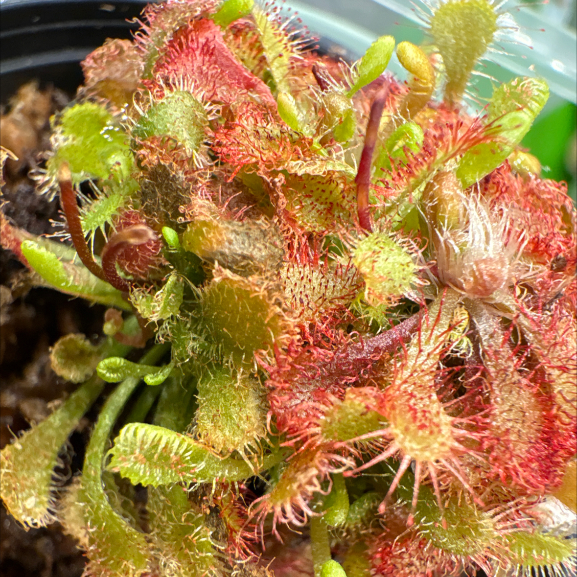 Photo of the plant species Spoon-Leaved Sundew by @Topinambur named Non-slip Kitchen Tray on Greg, the plant care app
