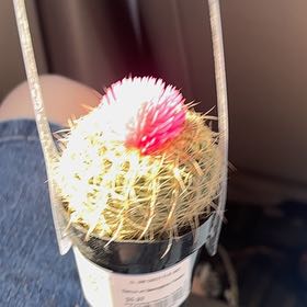 Photo of the plant species Assorted Cactus by @AbleCentella52 named Glinda on Greg, the plant care app