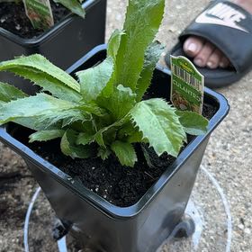 Photo of the plant species Culantro by @MajorLippia82 named Bruce Lee on Greg, the plant care app
