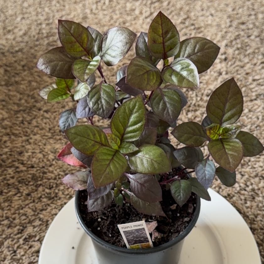 Photo of the plant species Metal Weed by @YeveChards56 named Sage on Greg, the plant care app