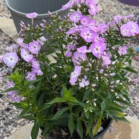 Photo of the plant species Peppermint Twist by @IdolMarjoram87 named James Dean on Greg, the plant care app