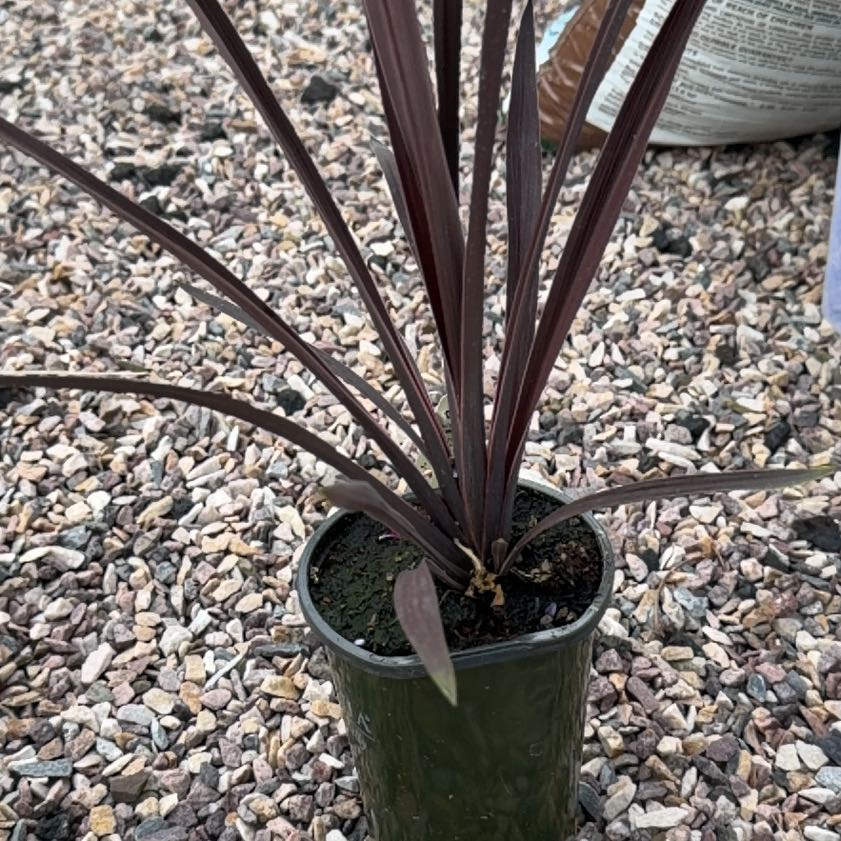 Photo of the plant species Cordyline fruticosa 'Pink Diamond' by @IdolMarjoram87 named Kesha on Greg, the plant care app