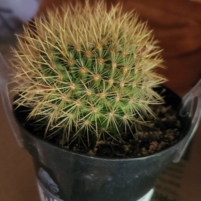 Photo of the plant species Mammillaria pringlei by @ShrewdNeem named Prick on Greg, the plant care app