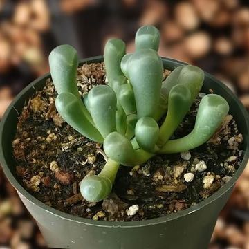 Photo of the plant species Baby Toes by @VipMakura65 named Dolores on Greg, the plant care app