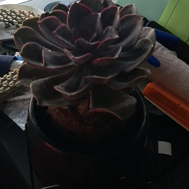 Photo of the plant species Echerveria 'Gilva' by @AceMexico48 named Wall-E on Greg, the plant care app