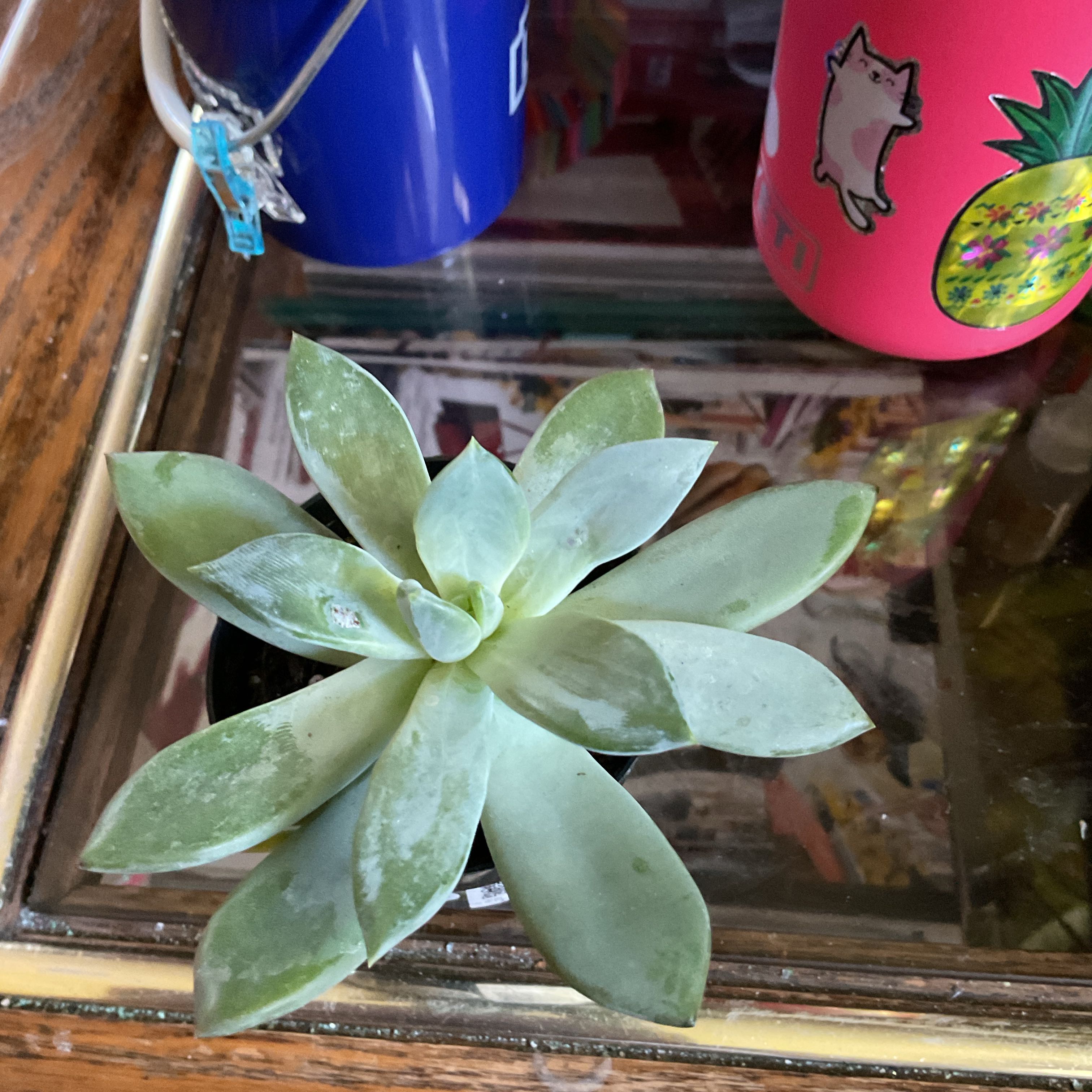 Photo of the plant species Pachyveria 'Blue Quartz' by @RealPlanty71 named Athena on Greg, the plant care app