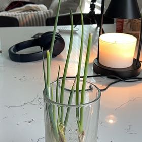 Photo of the plant species Green Onion by @FunApplemint44 named Winston on Greg, the plant care app