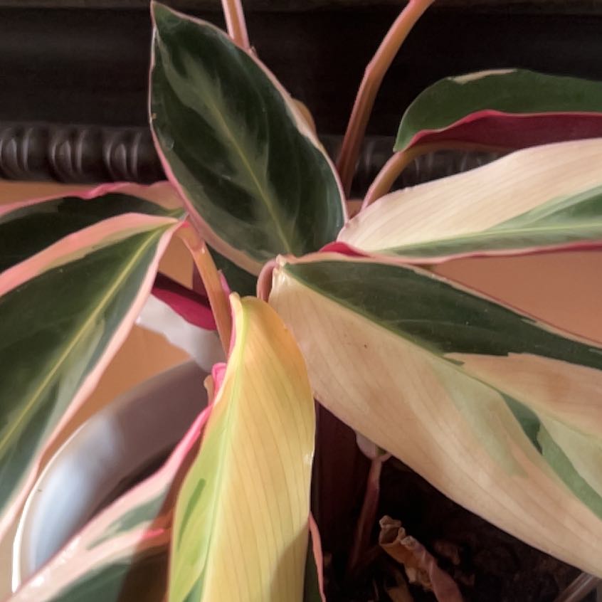 Photo of the plant species Stromanthe sanguinea 'Tricolor' by @ToughTeatree77 named Lavender on Greg, the plant care app
