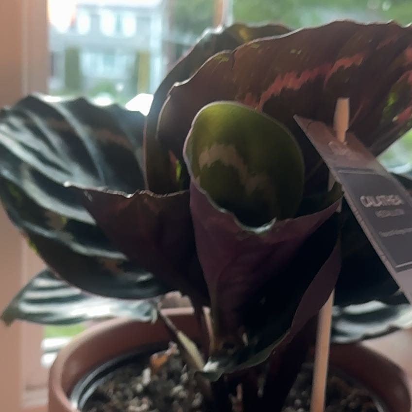 Photo of the plant species Medallion Prayer Plant by @VenerableMiro50 named Madonna on Greg, the plant care app