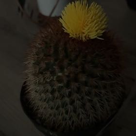 Photo of the plant species Owl's Eye Cactus by @CalmingRadish26 named Clooney on Greg, the plant care app