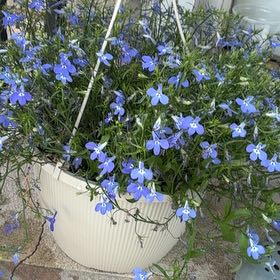 Photo of the plant species Edging Lobelia by @CalmingRadish26 named Aria on Greg, the plant care app