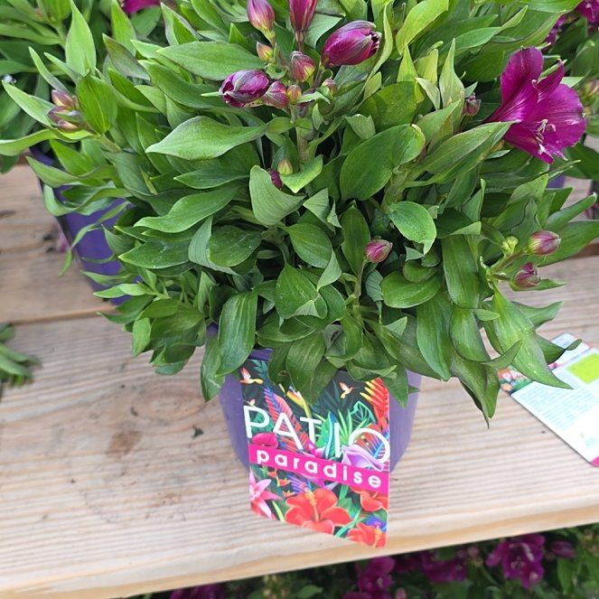 Photo of the plant species Peruvian-Lily by @EquableLilac5 named Xena on Greg, the plant care app