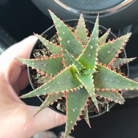 Photo of the plant species Aloe 'Christmas Sleigh' by @CodyWeeks named Pax on Greg, the plant care app