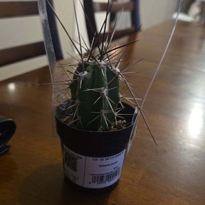 Photo of the plant species Toothpick Cactus by @RegalBabycroton named Thokk on Greg, the plant care app