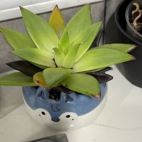 Photo of the plant species Echeveria Ebony by @KeyCapemay13 named Homer on Greg, the plant care app