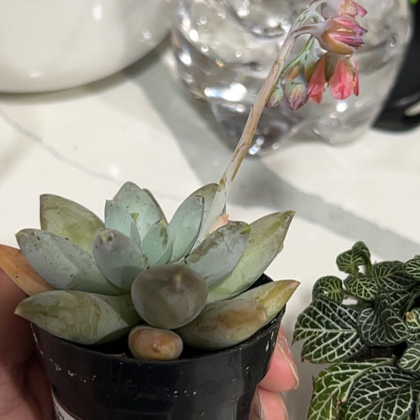 Photo of the plant species Pachyphytum 'Moon Silver' by @KeyCapemay13 named Planty on Greg, the plant care app