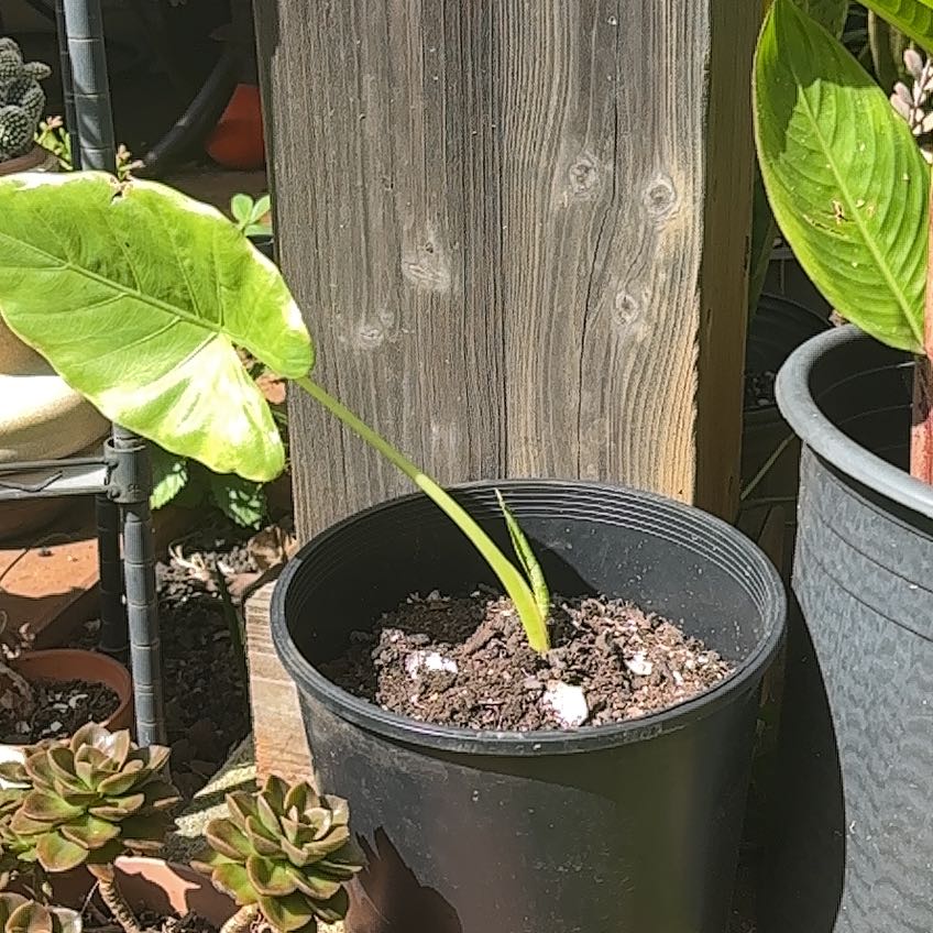 Photo of the plant species Variegated Alocasia by @SHARKZ named 🌱 on Greg, the plant care app