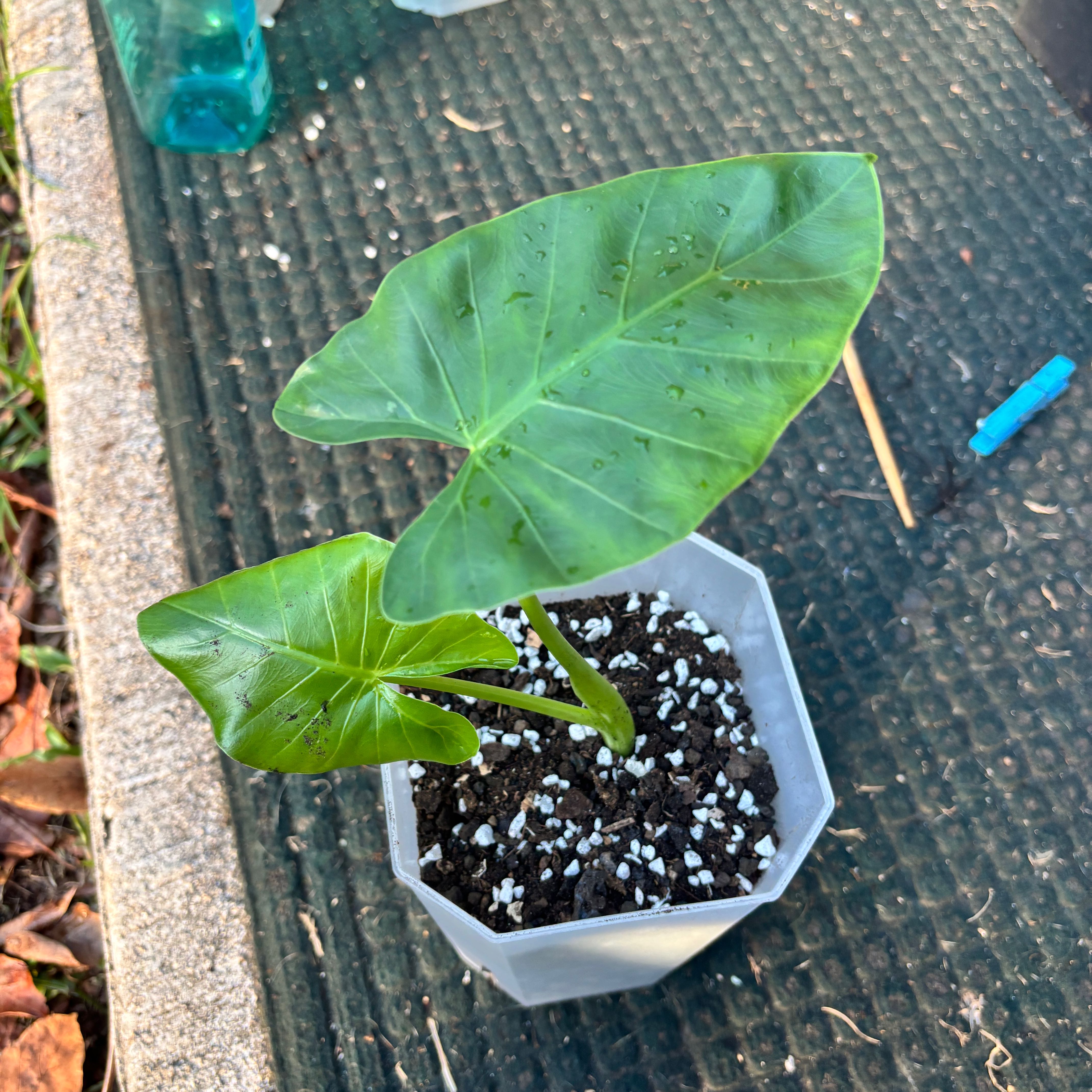 Photo of the plant species Alocasia Variagated by @SHARKZ named 🌱 on Greg, the plant care app