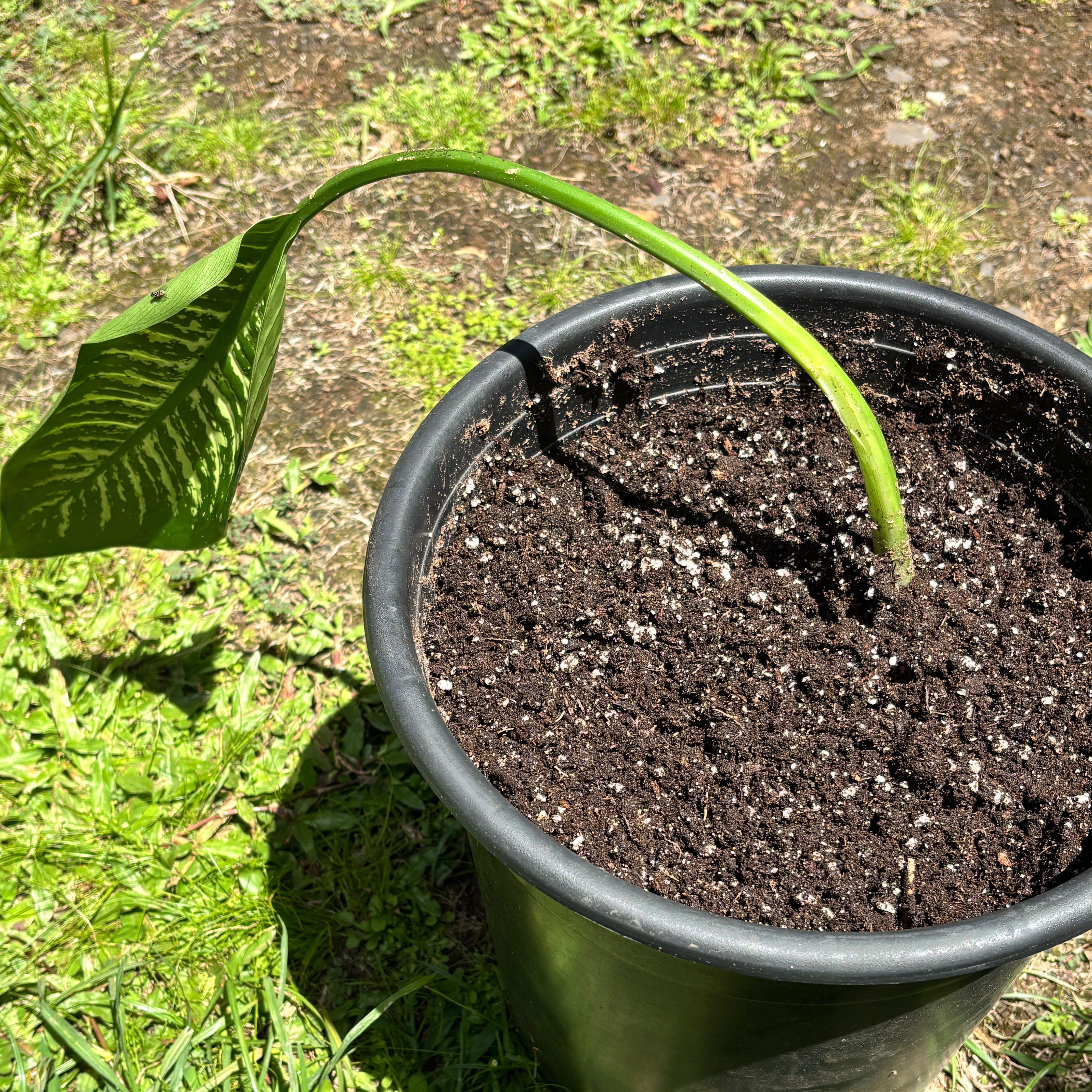 Photo of the plant species Homalomena 'Camouflage' by @SHARKZ named 🌱 on Greg, the plant care app