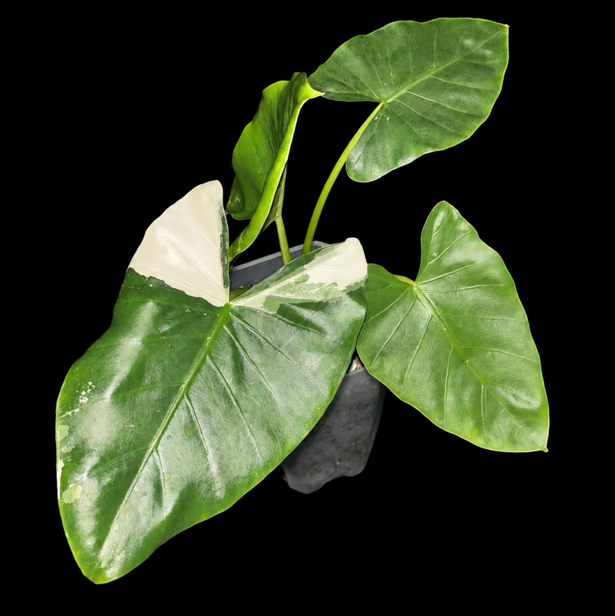 Photo of the plant species Alocasia Variagated by @SHARKZ named 🌱 on Greg, the plant care app